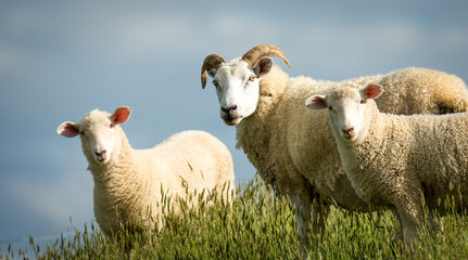 Fototapeta premium mother sheep and her lambs in lush green grassy field