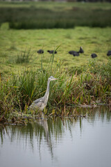 A big bird grey heron on the wildlife foliage beside water where it lives and hunts caught its...