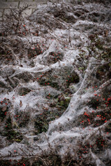 intense spider web covering an entire red berry bush