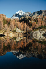 Fototapeta premium Beautiful reflections of orange larches in an alpine lake during a sunny autumn in the italian alps