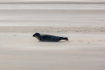 Obraz premium Seal in its natural habitat laying on the beach and dune in Dutch north sea coastline (Noordzee) The earless phocids or true seals are one of the three main groups of mammals, Pinnipedia, Netherlands.