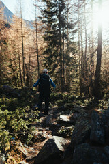 Obraz premium Hiker exploring a beautiful larches forest in the Northern Italy during an autumnal sunset