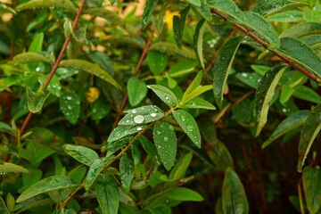 Foglie verdi con rugiada