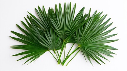 Tropical Fan Shape Leaves