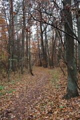 Obraz premium A romantic autumn walk along a magical road in the forest during a light rain. Picturesque yellow foliage on the trees. Beautiful and cozy.
