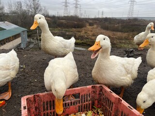 White geese eat vegetables on the farm