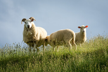 mother sheep and her lambs in lush green grassy field
