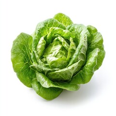 Obraz premium Lettuce vegetable lettuce produce.