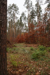 A romantic autumn walk along a magical road in the forest during a light rain. Picturesque yellow foliage on the trees. Beautiful and cozy.