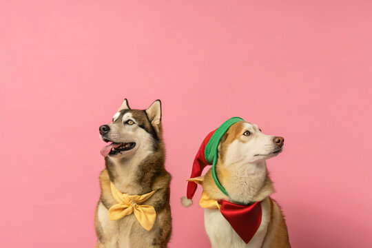 Huskey Dogs Wearing Christmas Clothes in Studio