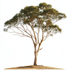 Fototapeta premium Eucalyptus Tree Isolated