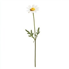 Daisy isolated on white background