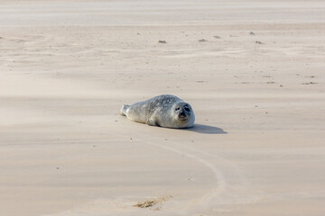 Seal in its natural habitat laying on the beach and dune in Dutch north sea coastline (Noordzee) The earless phocids or true seals are one of the three main groups of mammals, Pinnipedia, Netherlands.