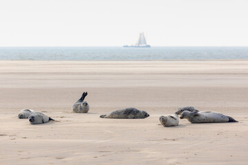 Seals in its natural habitat laying on the beach and dune in Dutch north sea coastline (Noordzee) The earless phocids or true seals are one of the three main groups of mammals, Pinnipedia, Netherlands © Sarawut