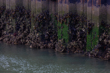 Selective focus of oysters on iron steel panel wall on harbour shore, Oyster is the common name for...
