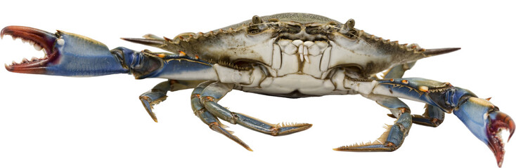 Invasive and aggressive blue crab in transparent background, used for many shellfish recipes