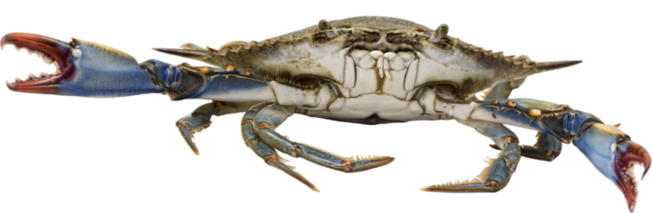 Invasive and aggressive blue crab in transparent background, used for many shellfish recipes