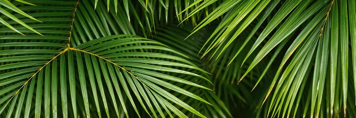 Tropical green palm leaf frond background for summer design projects, frond, texture, template