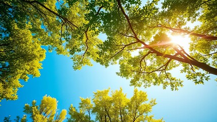 Sunlight filtering through lush foliage, a canopy of green leaves against a vibrant blue sky