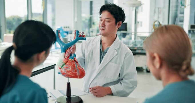Doctor, medical students and learning cardiology with model, heart or advice for teaching with info at hospital career. Japanese people, point and education for group, show or listen for college test