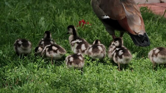 Egyptian geese babies and parents on green grass