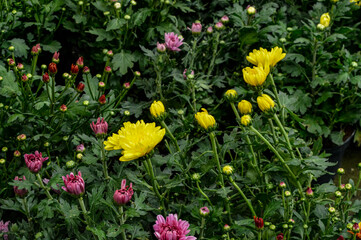 Chrysanthemum × morifolium is a hybrid species of perennial plant in the genus Chrysanthemum of the Asteraceae family.