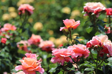 Rose garden