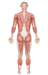 male body anatomy