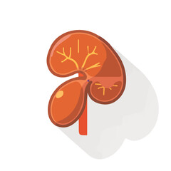 A simple flat 2D icon of the spleen isolated on a background, vector design, ideal for animation, UI/UX design, mobile apps, web design, digital illustrations