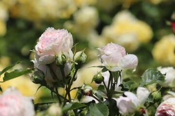 Rose garden