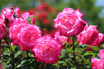 Rose garden
