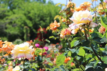 Rose garden