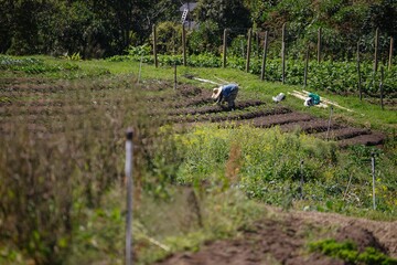 Farmer in a lush vegetable garden.