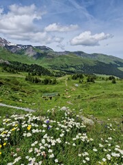Fototapeta na wymiar Meadow serenity in the Alps