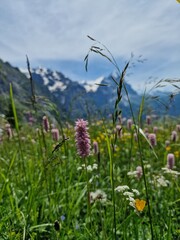 Obraz premium Wildflowers with mountains in the background