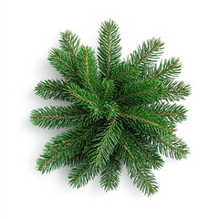 Obraz premium Christmas fir tree decoration top view isolated