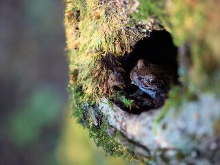 寒くなってきた10月の木のウロで休む茶色いアマガエル