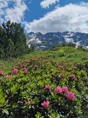 Obraz premium Pink flowers with mountains peaking in the background