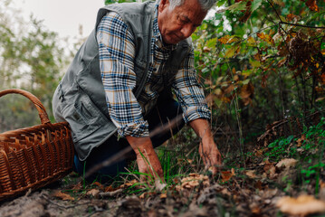 Senior man picking mushrooms in forest with wicker basket