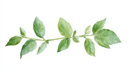 Obraz premium Basil Leaf Botanical Illustration, vibrant watercolor depiction of culinary herb, ideal for cooking and garnishing, presented on a clean white background.