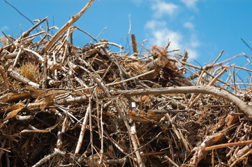 mountain of tree branches and roots against blue sky