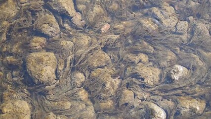 Underwater algae in shallow creek flutters in water current
