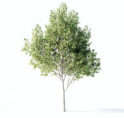 Sycamore tree with green leaves isolated