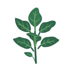 Simple flat 2D icon wild spinach isolated on a transparent background, vector, flat design, animation design, vector, animation design, simple flat 2D icon, minimalist icon