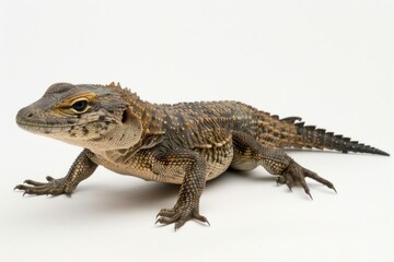 Savannah Monitor electronics crocodile alligator.