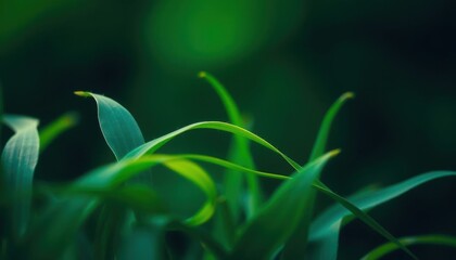 Obraz premium a close up of a green plant with a small yellow flower