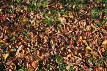 秋の落ち葉の写真