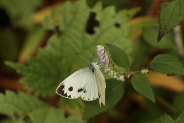꽃향유와 줄흰나비