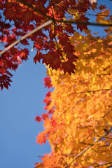 真っ赤な紅葉もみじと黄色の紅葉