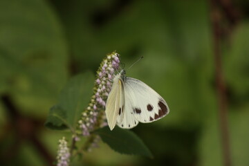 꽃향유와 줄흰나비